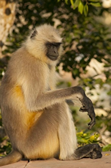 Images Dated 21st November 2012: Langur Monkey, Amber Fort, Jaipur, Rajasthan, India