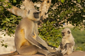 Langur Monkey, Amber Fort, Jaipur, Rajasthan, India