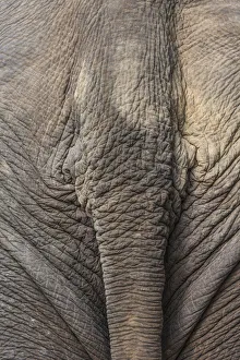 Laos, Sainyabuli. Elephant Conservation Center, Asian elephants tail