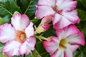 Baja Prints: LaPaz, Baja, Mexico, Tropical flowers