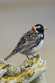Lapland Longspur