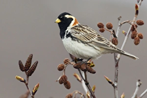Images Dated 4th June 2014: Lapland Longspur