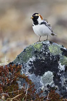 Sub Arctic Prints: Lapland Longspur