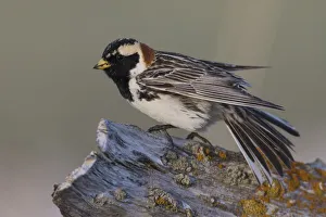 Images Dated 5th June 2017: Lapland longspur