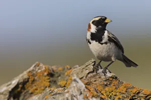 Images Dated 2018 August: Lapland longspur