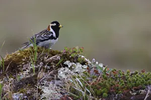 Images Dated 11th June 2017: Lapland longspur, arctic tundra