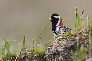 Sub Arctic Prints: Lapland Longspur, arctic tundra