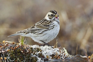 Images Dated 7th June 2014: Lapland Longspur (female)