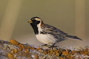 Sub Arctic Prints: Lapland Longspur singing