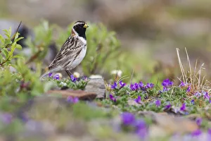 Sub Arctic Prints: Lapland Longspur, Tundra Color