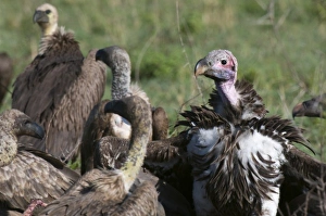 National Reserve Prints: Lapped-faced Vulture (Torgos tracheliotus), Masai Mara National Reserve, Kenya