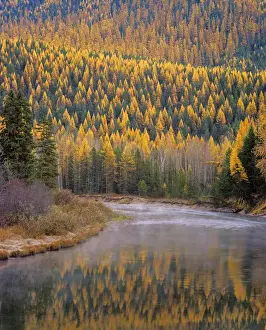 Tamarack Prints: Larch Trees reflect into McDonald Creek in Autumn in Glacier National Park Montana