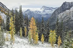Mountain Pass Prints: Larches displaying golden autumn color after fresh snowfall at Cutthroat Pass