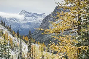 Larches displaying golden autumn color after fresh snowfall at Cutthroat Pass