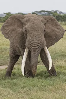 Grassland Prints: Large African bull elephant, Serengeti National Park, Tanzania, Africa