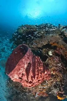 large barrel sponge, Scuba Diving at Tukang Besi / Wakatobi Archipelago Marine Preserve