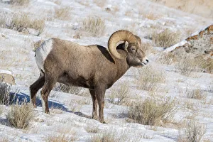 Bighorn Prints: Large Bighorn Ram grazing in meadow, National elk Reserve near Grand Teton National Park