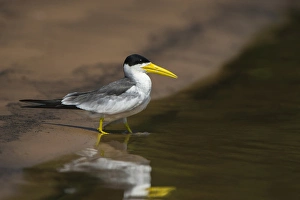 Northern Pantanal Prints: Large-billed Tern (Phaetusa simplex), Northern Pantanal, Mato Grosso, Brazil