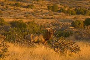 Images Dated 30th January 2009: A large bull desert elk (Cervus elaphus) raw faced from feeding on prickly cactus