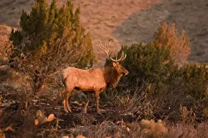 Biology Prints: A large bull desert elk (Cervus elaphus) raw faced from feeding on prickly cactus