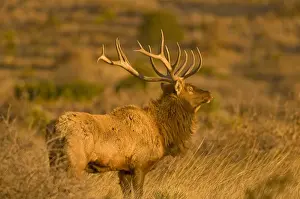 Images Dated 31st January 2009: A large bull desert elk (Cervus elaphus) raw faced from feeding on prickly cactus