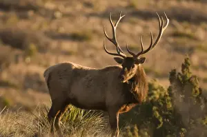 Images Dated 31st January 2009: A large bull desert elk (Cervus elaphus) raw faced from feeding on prickly cactus
