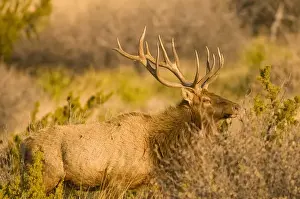 Images Dated 31st January 2009: A large bull desert elk (Cervus elaphus) raw faced from feeding on prickly cactus