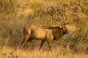 Images Dated 31st January 2009: A large bull desert elk (Cervus elaphus) raw faced from feeding on prickly cactus