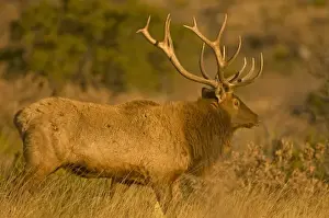 Images Dated 31st January 2009: A large bull desert elk (Cervus elaphus) raw faced from feeding on prickly cactus