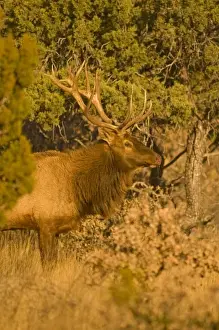 Images Dated 31st January 2009: A large bull desert elk (Cervus elaphus) raw faced from feeding on prickly cactus