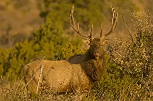 Images Dated 31st January 2009: A large bull desert elk (Cervus elaphus) raw faced from feeding on prickly cactus