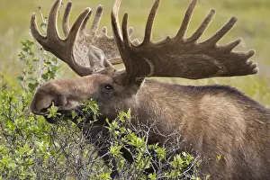 Willow Prints: A large bull moose broses on willows in the tundra on the north of the Alaska Range