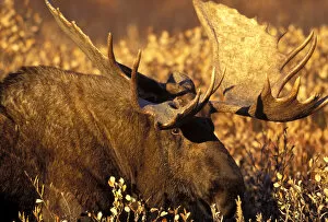A large bull moose stands on the autumn tundra of Denali National Park at sunset