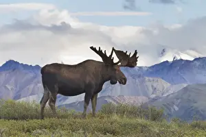 Willow Prints: A large bull moose stands on the tundra of Denali National Park, with glacier covered