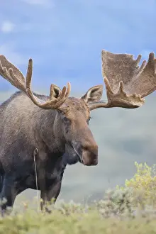 Images Dated 9th August 2010: A large bull moose stands among willows on the tundra north of the Alaska Range