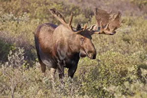 Images Dated 9th August 2010: A large bull moose stands among willows on the tundra north of the Alaska Range