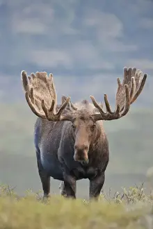 Images Dated 9th August 2010: A large bull moose stands among willows on the tundra north of the Alaska Range