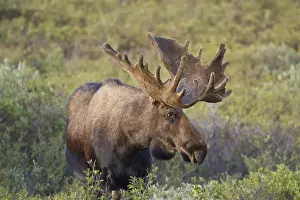 Images Dated 9th August 2010: A large bull moose stands among willows on the tundra north of the Alaska Range