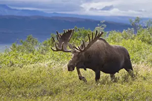 Images Dated 9th August 2010: A large bull moose stands among willows on the tundra north of the Alaska Range