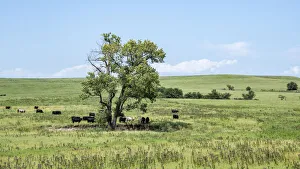Kansas Prints: Large cottonwood tree in the Flint Hills of Kansas