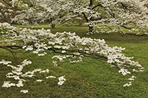 Images Dated 31st March 2012: Large dogwood tree in full bloom, Audubon Park, Louisville, Kentucky