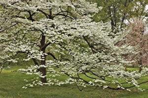 Images Dated 31st March 2012: Large dogwood tree in full bloom, Audubon Park, Louisville, Kentucky