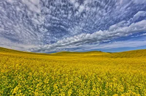 Images Dated 22nd March 2019: Large field of canola on border of Washington-Idaho