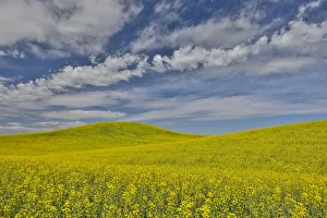Images Dated 22nd March 2019: Large field of canola on Washington-Idaho border near Estes, Idaho