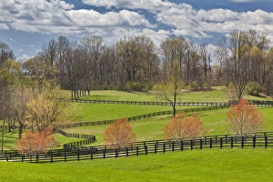 Louisville Prints: Large field of Henbit flowers in full bloom, Kentucky