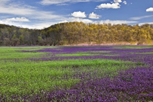 Images Dated 5th April 2011: Large field of Henbit flowers in full bloom, Kentucky