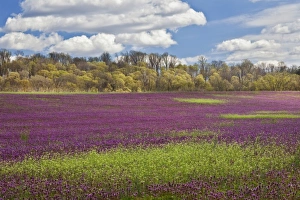 Images Dated 5th April 2011: Large field of Henbit flowers in full bloom, Kentucky