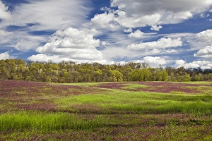 Images Dated 5th April 2011: Large field of Henbit flowers in full bloom, Kentucky
