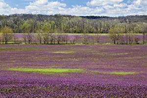 Images Dated 5th April 2011: Large field of Henbit flowers in full bloom, Kentucky