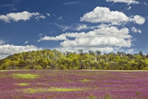 Images Dated 5th April 2011: Large field of Henbit flowers in full bloom, Kentucky
